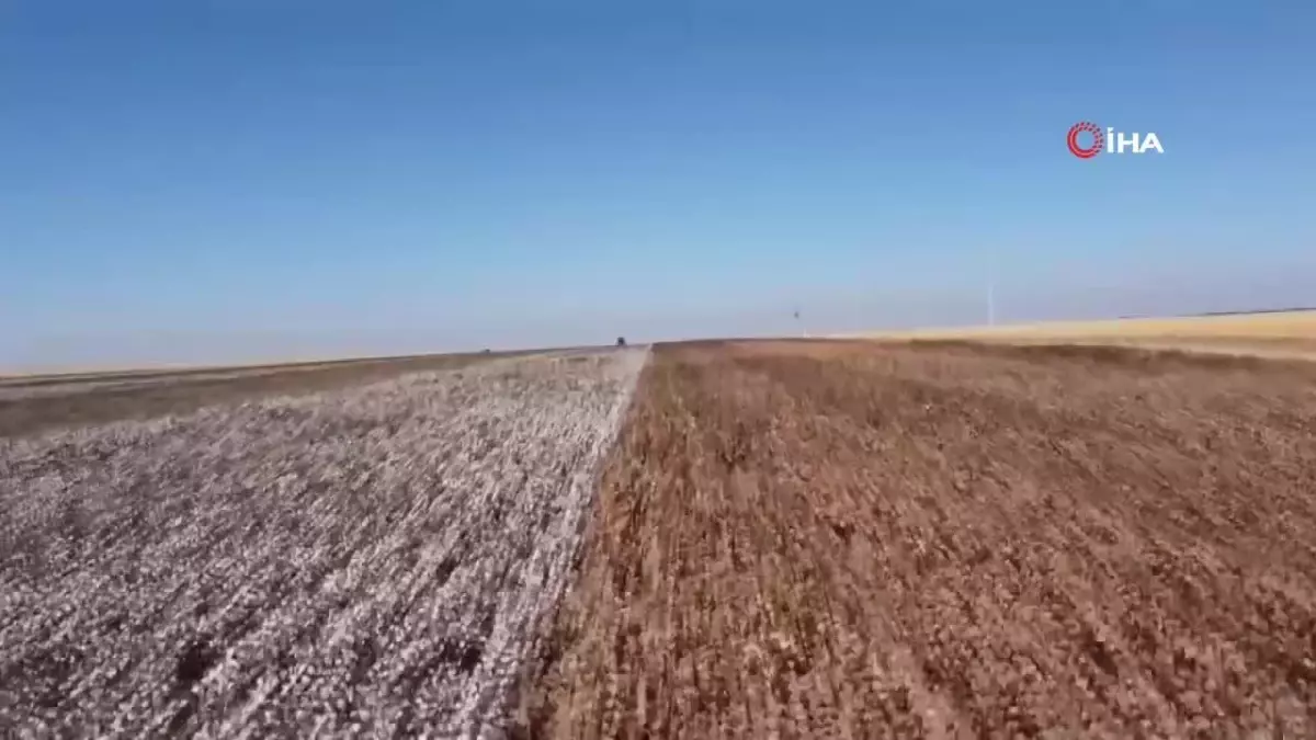 Şanlıurfa’da Doğal Renkli Pamuk Hasadı Başladı